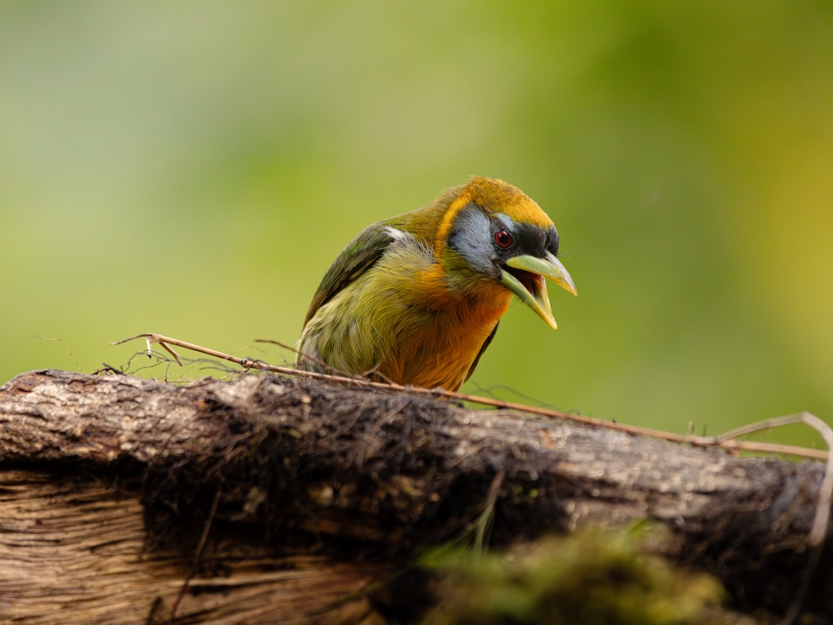 Red-headed Barbet - ML646676585