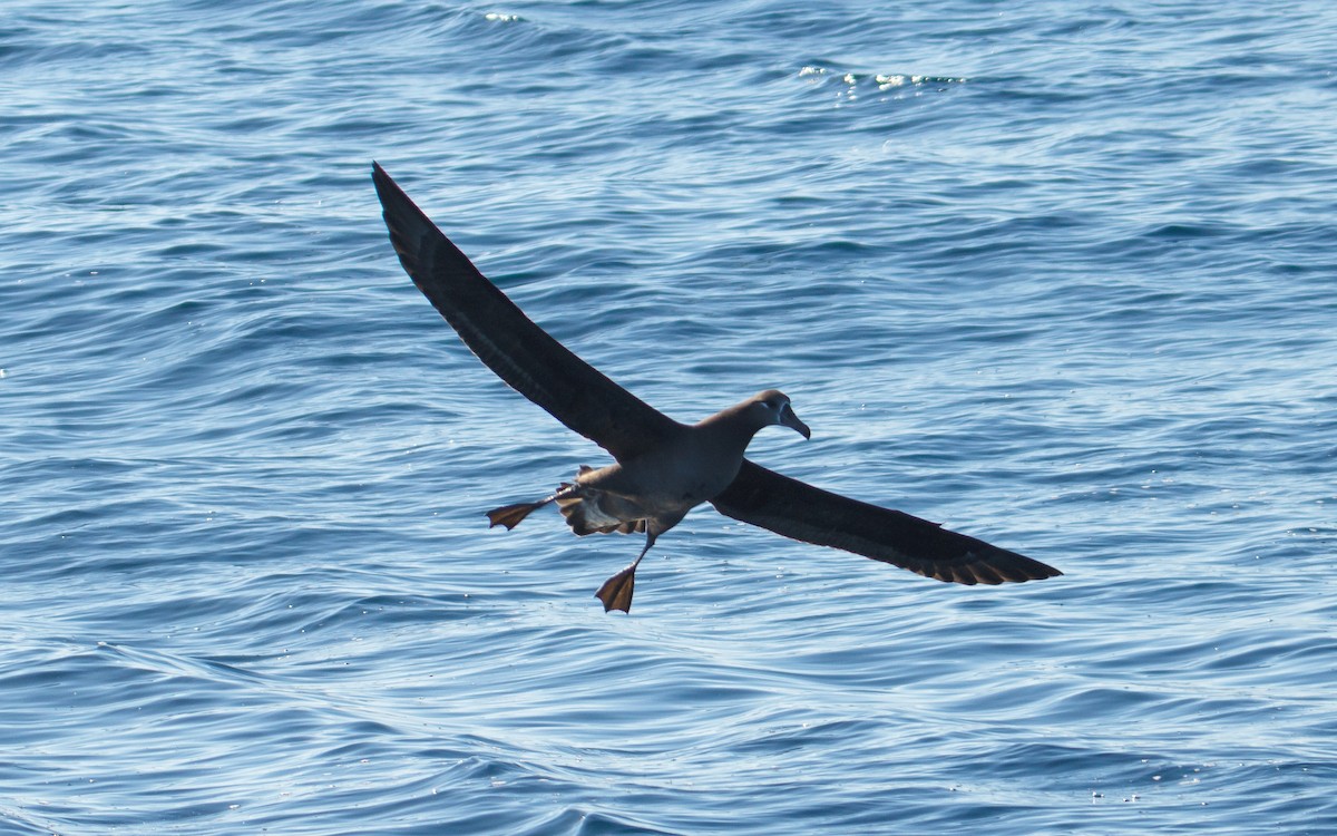 svartfotalbatross - ML646676586