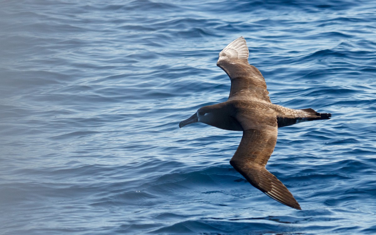 svartfotalbatross - ML646676587