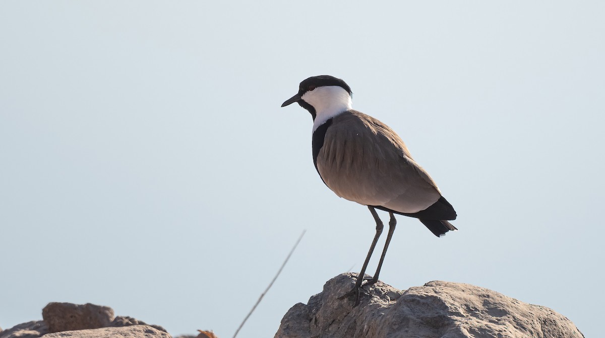 Spur-winged Lapwing - ML646676588