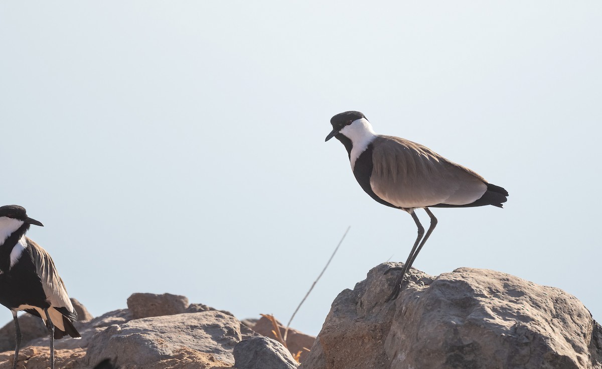 Spur-winged Lapwing - ML646676589