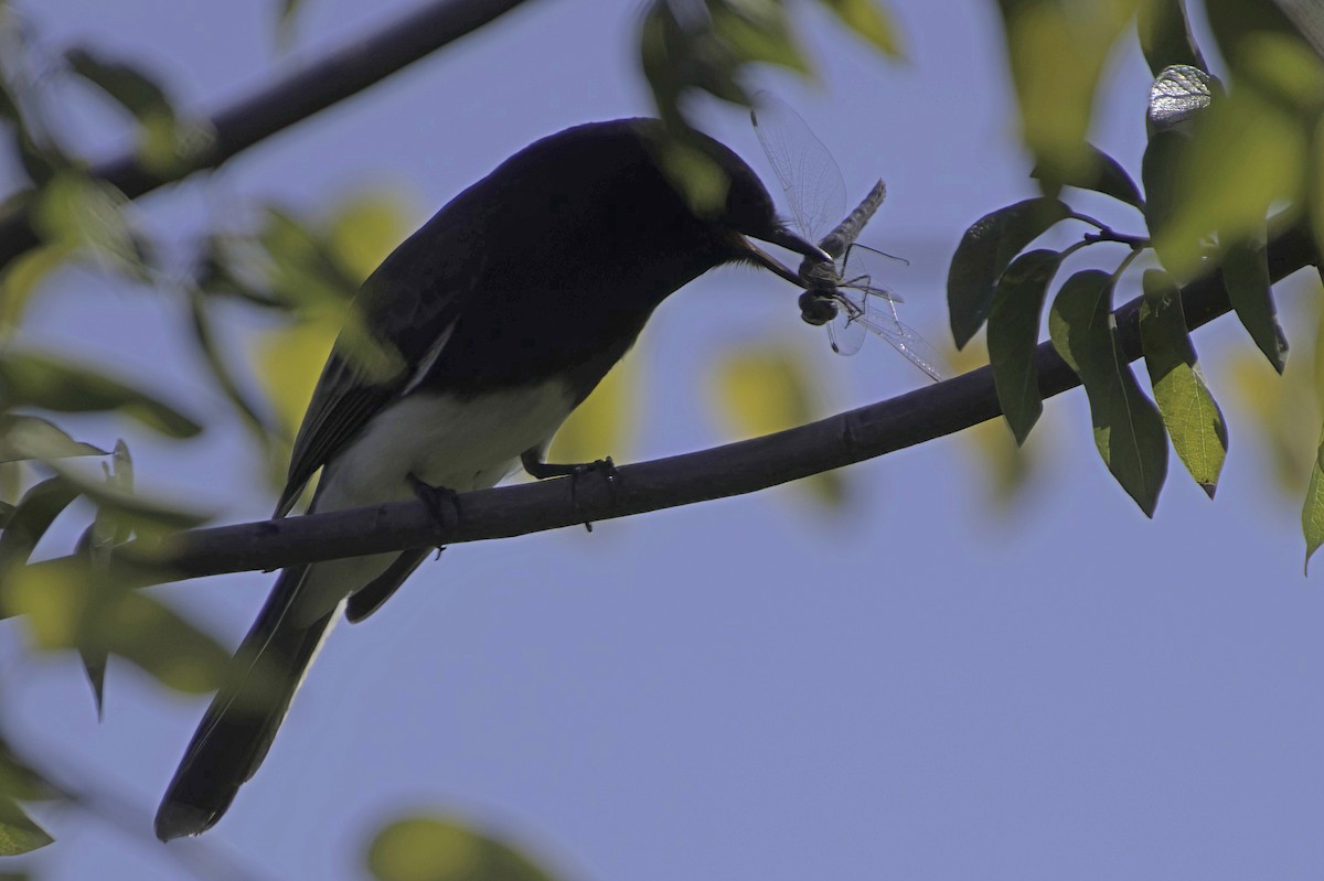 Black Phoebe - ML646676590