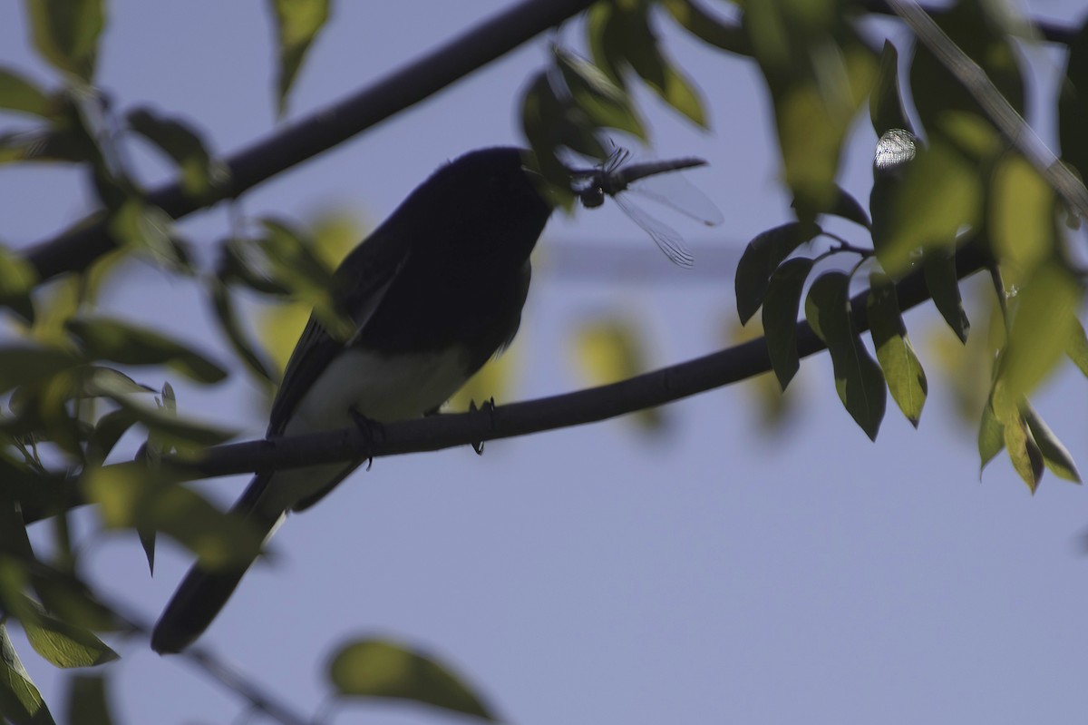 Black Phoebe - ML646676592