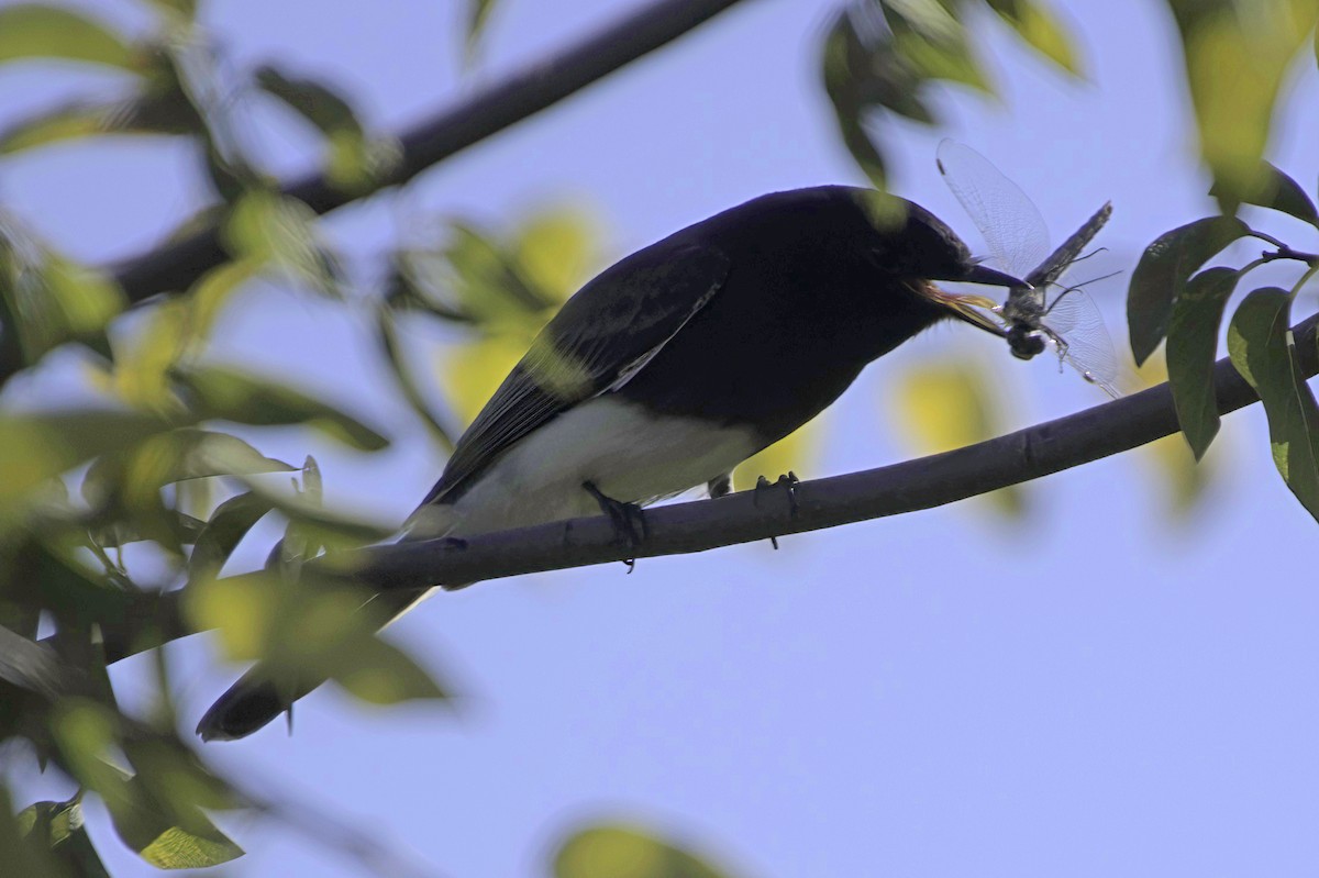 Black Phoebe - ML646676594