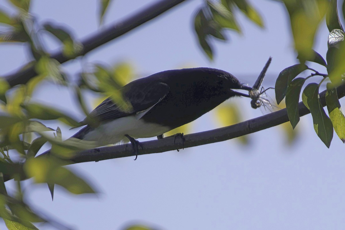 Black Phoebe - ML646676596