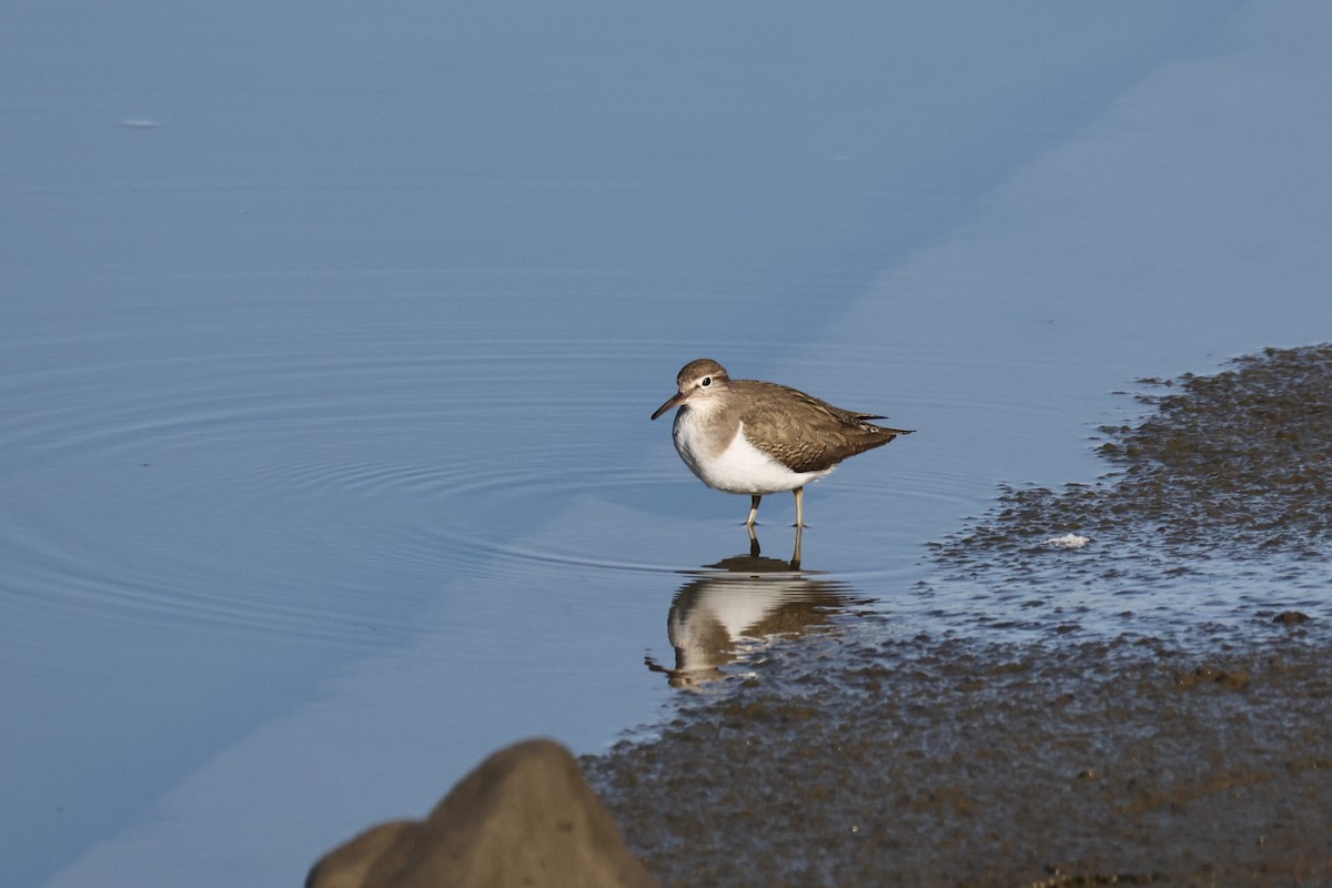 strandsnipe - ML646676597