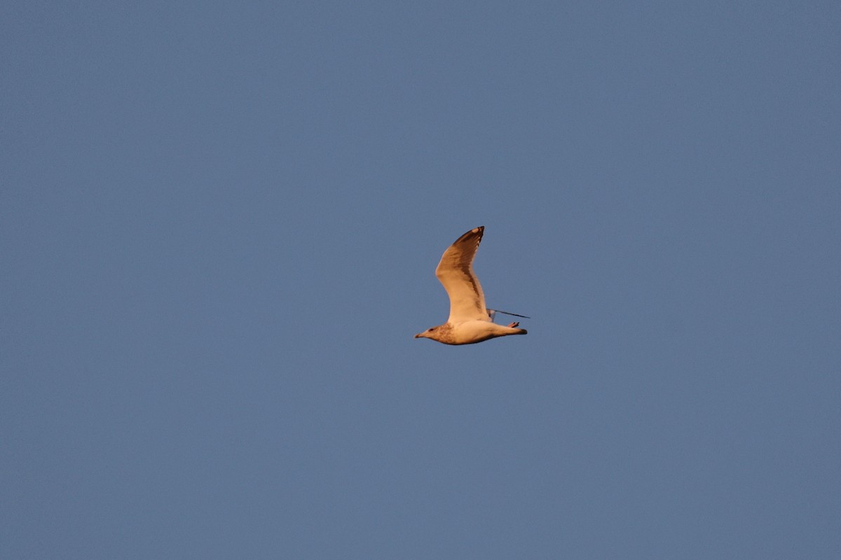 sibirmåke - ML646676598