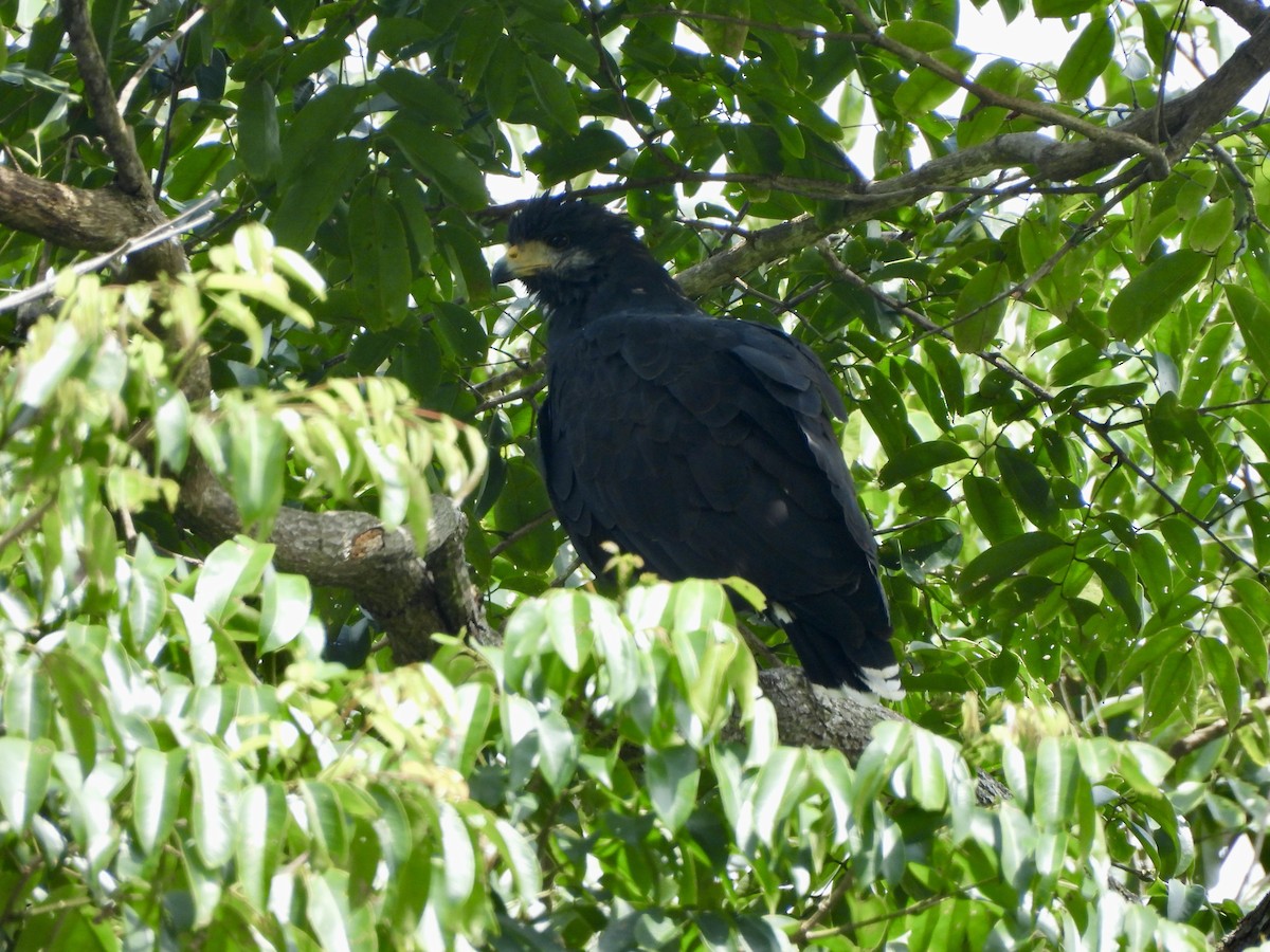 Common Black Hawk - ML646676599