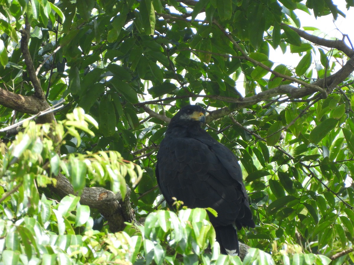 Common Black Hawk - ML646676601