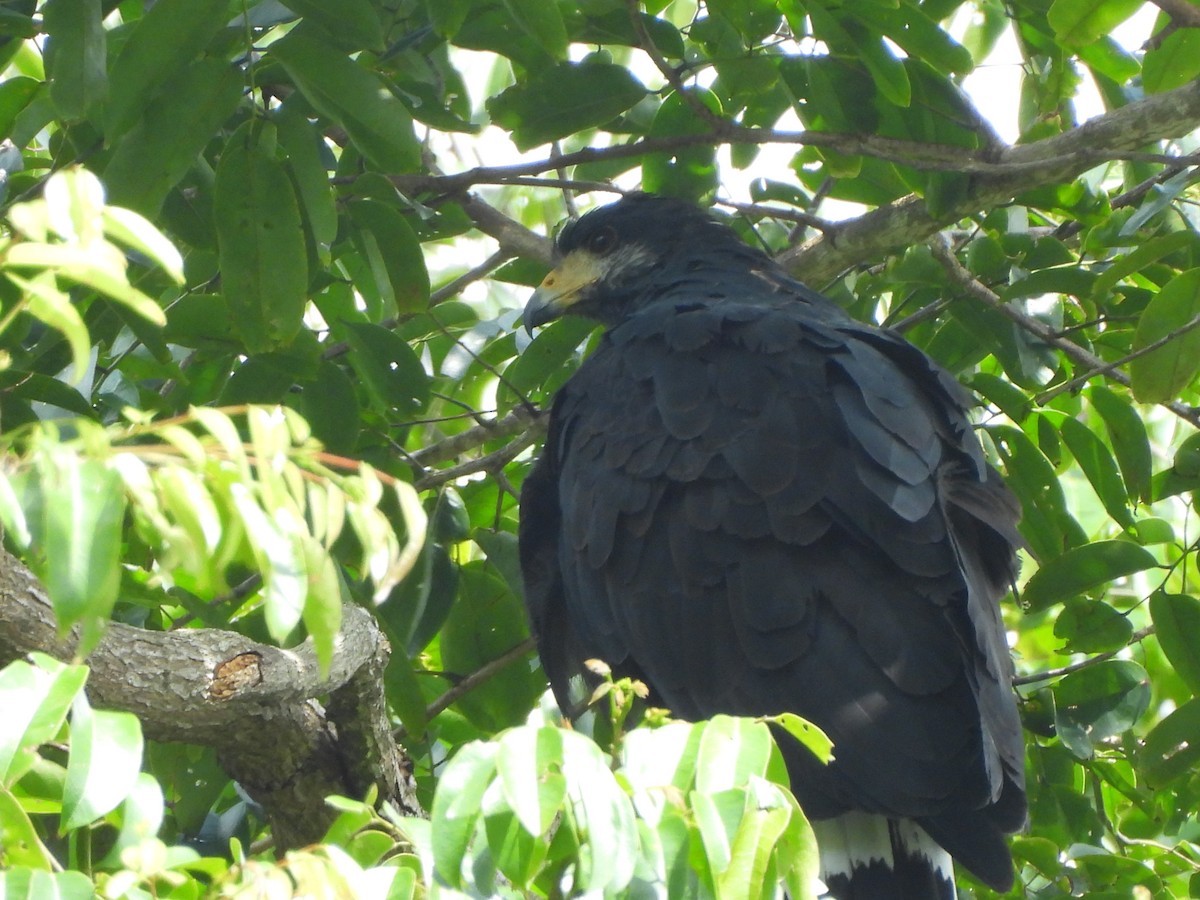 Common Black Hawk - ML646676602