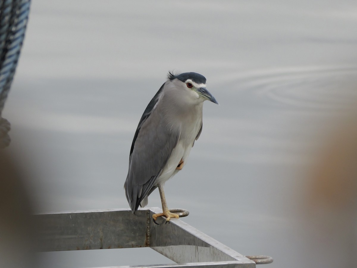 Black-crowned Night Heron - ML646676604