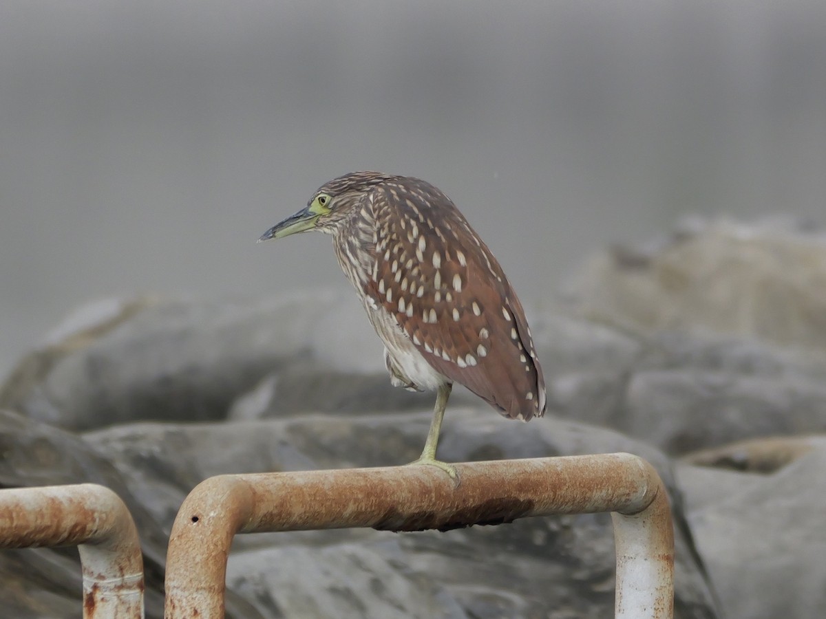 Black-crowned Night Heron - ML646676605