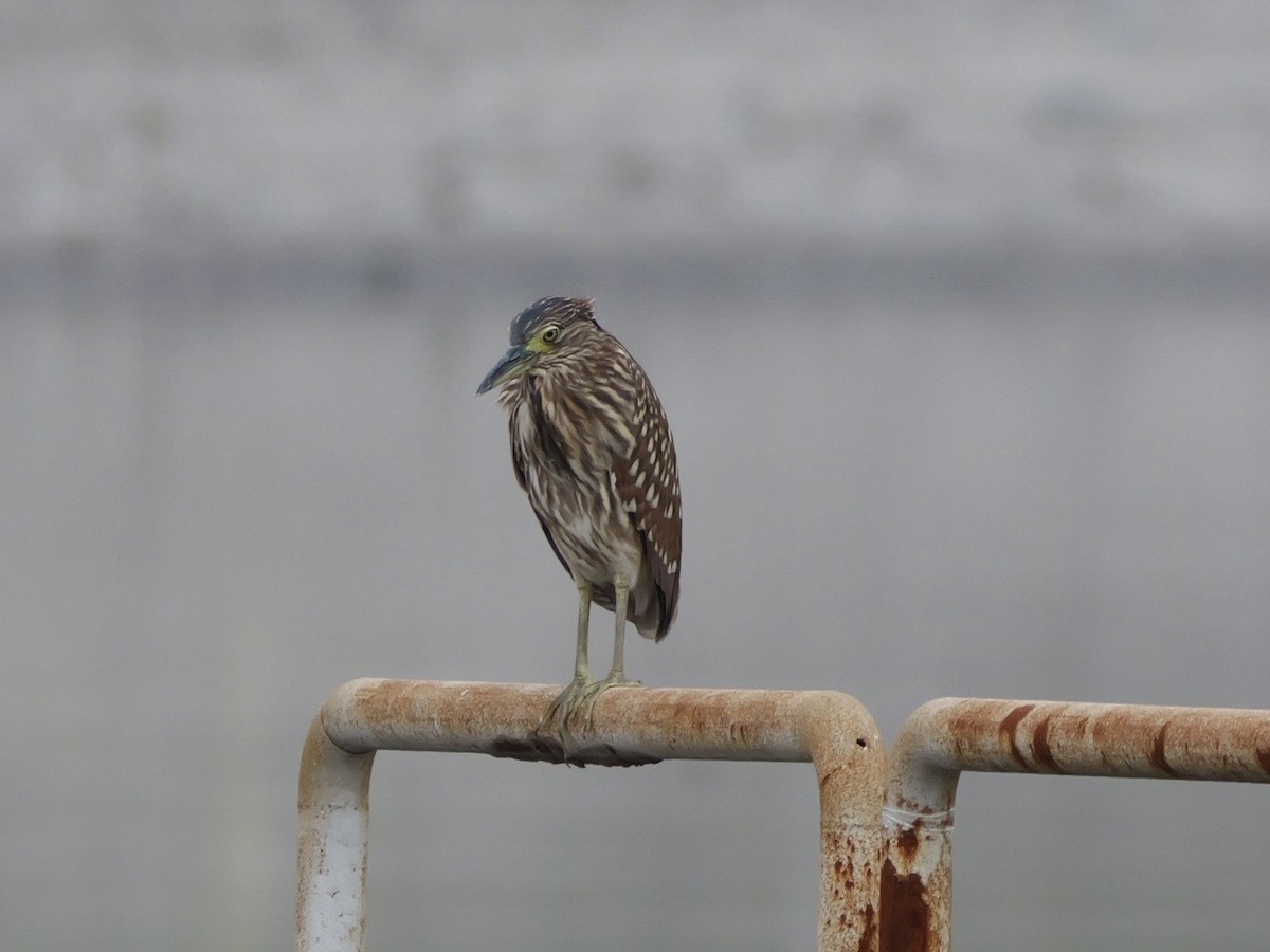 Black-crowned Night Heron - ML646676606