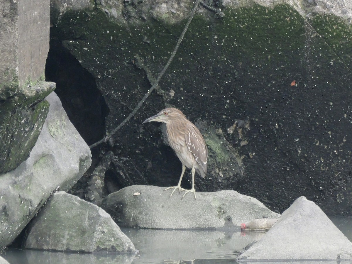 Black-crowned Night Heron - ML646676608