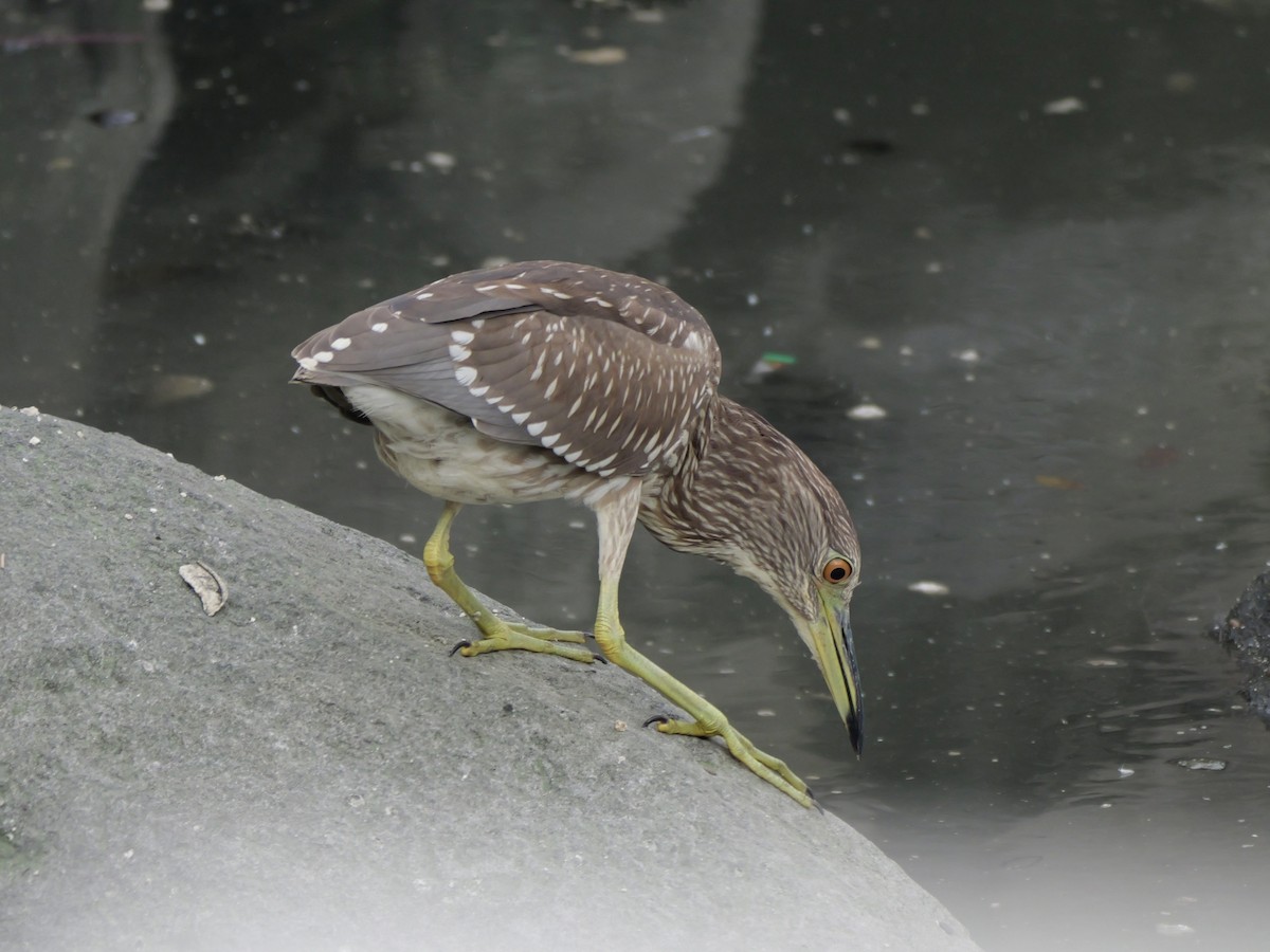 Black-crowned Night Heron - ML646676609