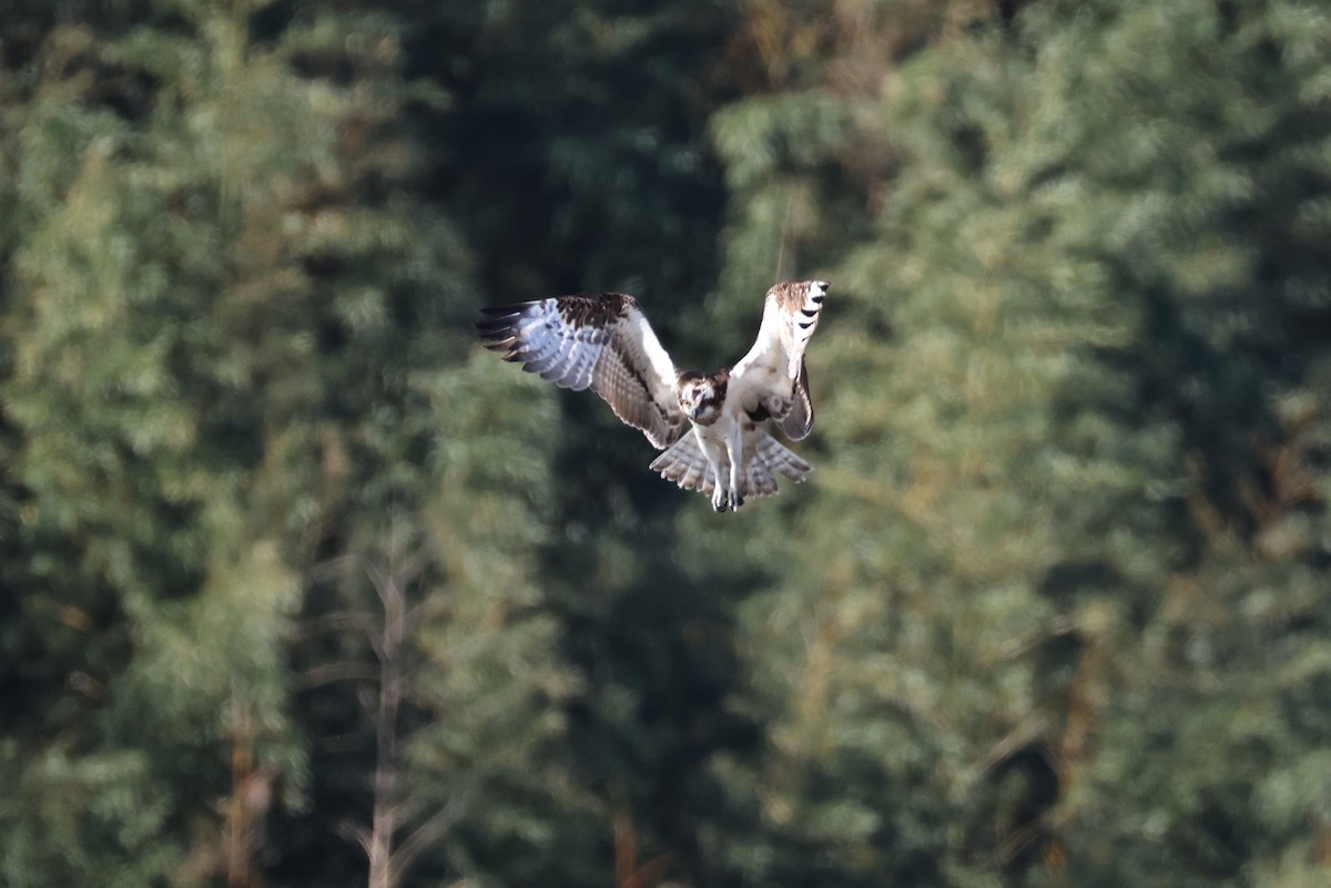 Osprey - ML646676610