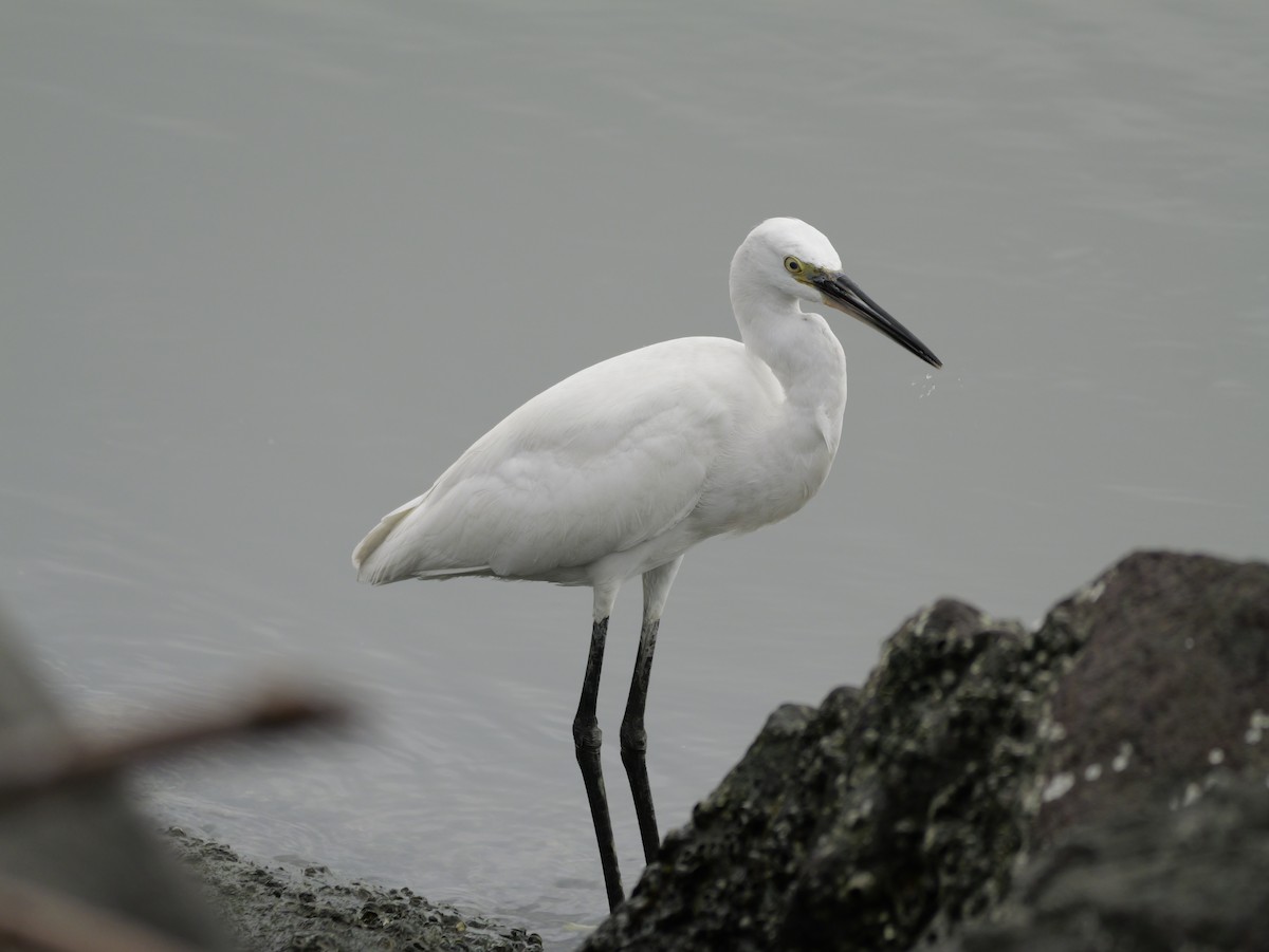 Little Egret - ML646676612