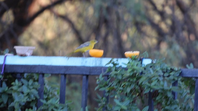 Hooded Oriole - ML646676613