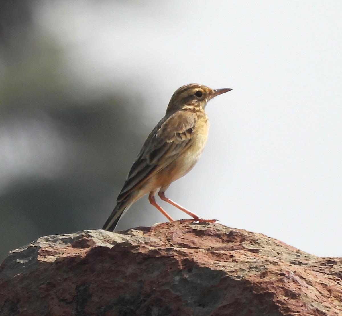 Paddyfield Pipit - ML646676614