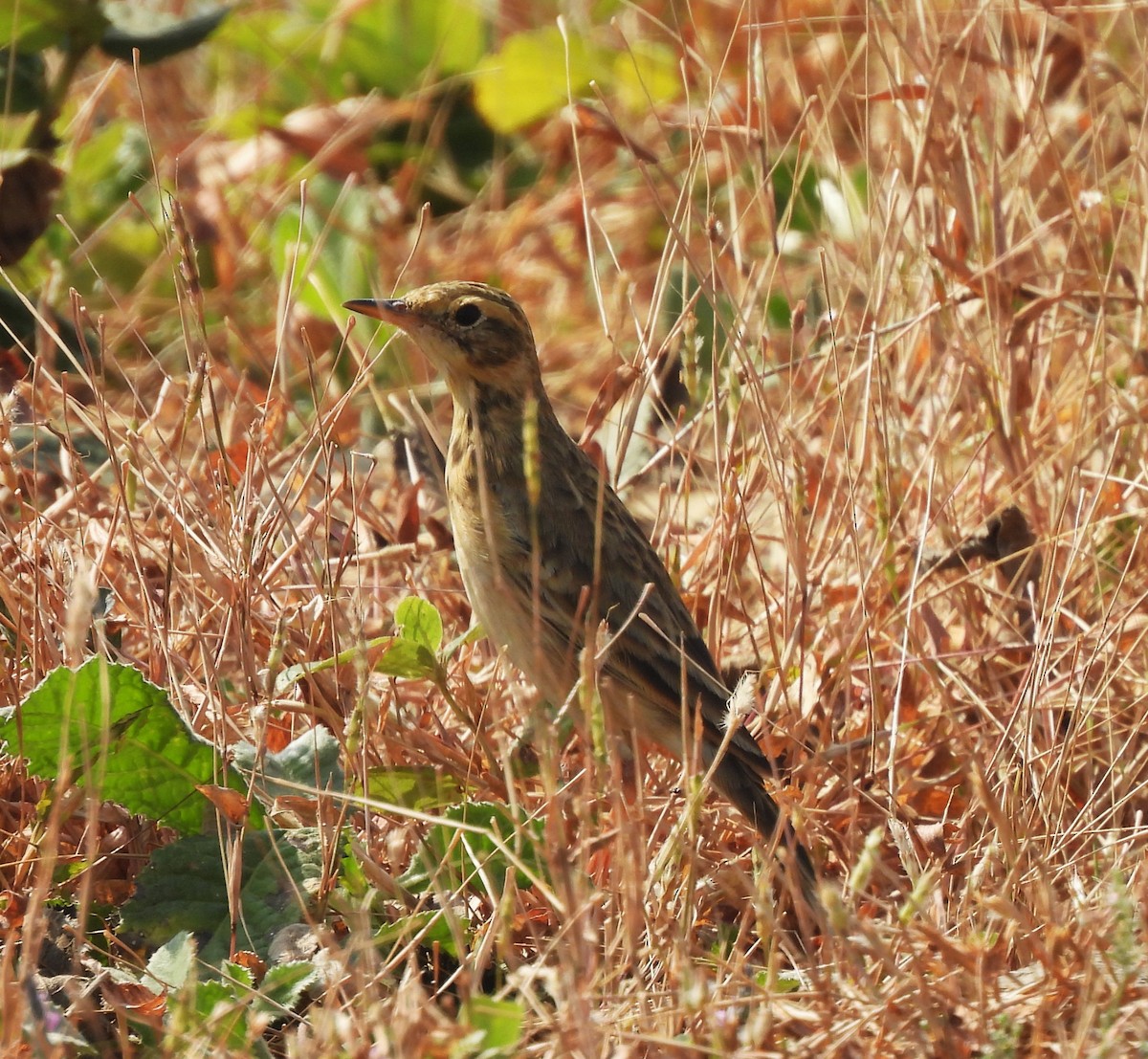 Paddyfield Pipit - ML646676615