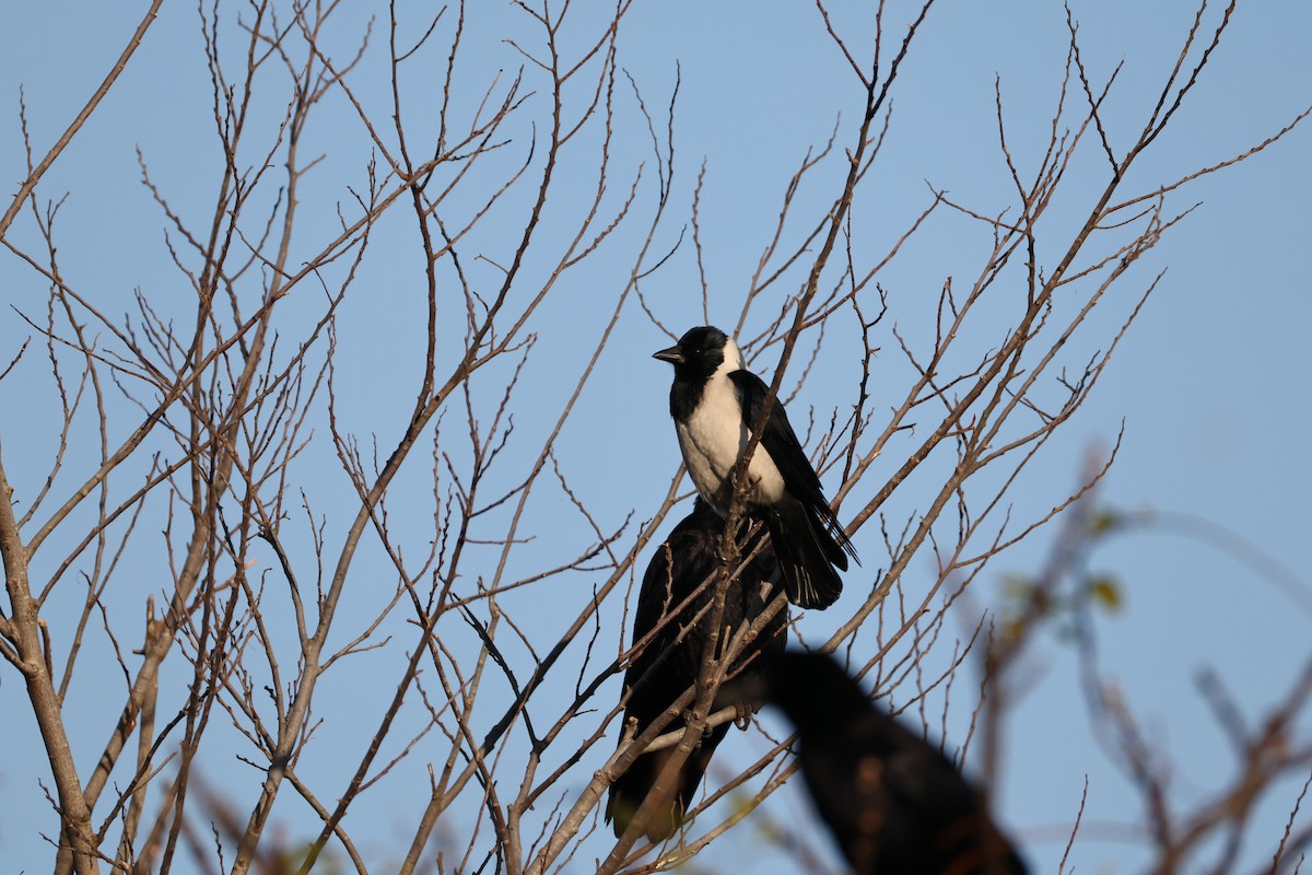 Daurian Jackdaw - ML646676616