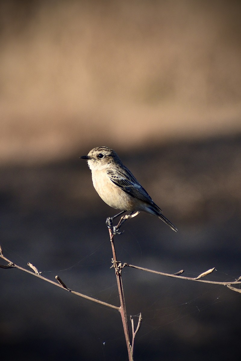 Siberian Stonechat - ML646676617