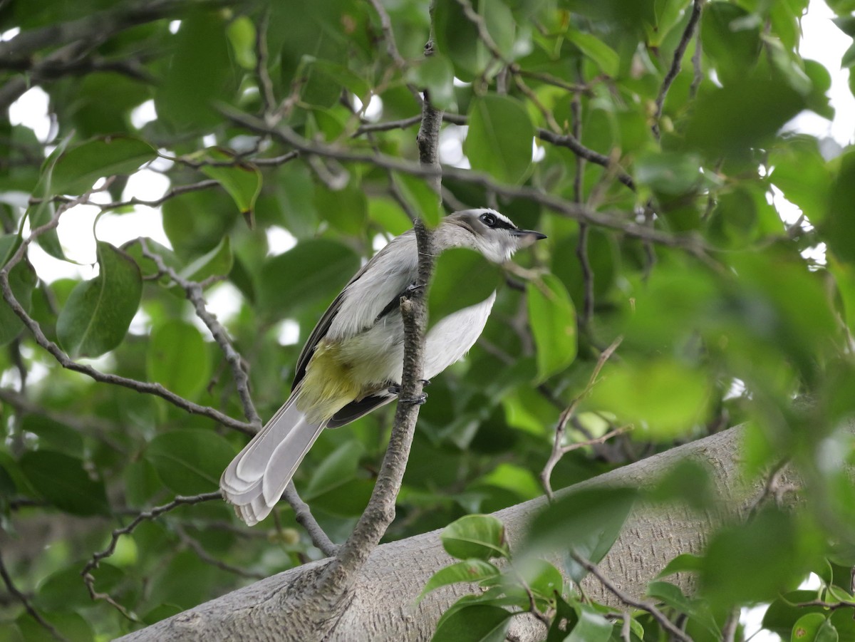 Yellow-vented Bulbul (Philippine) - ML646676618
