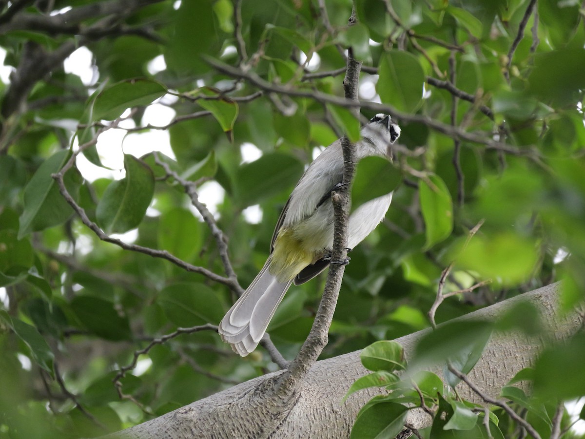 Yellow-vented Bulbul (Philippine) - ML646676619