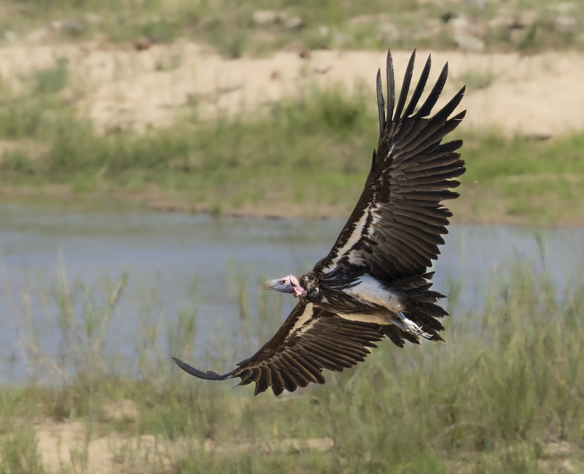 Lappet-faced Vulture - ML646676621