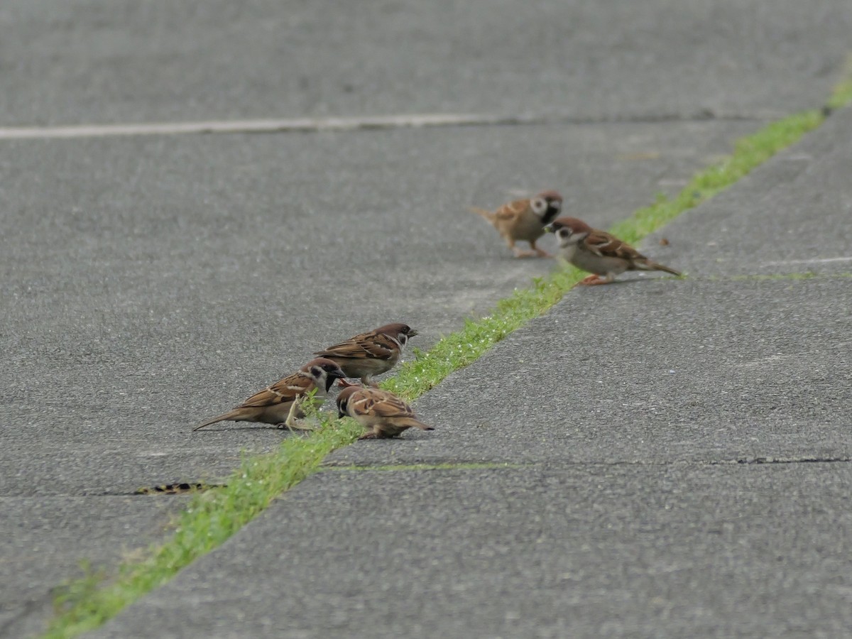 Eurasian Tree Sparrow - ML646676622