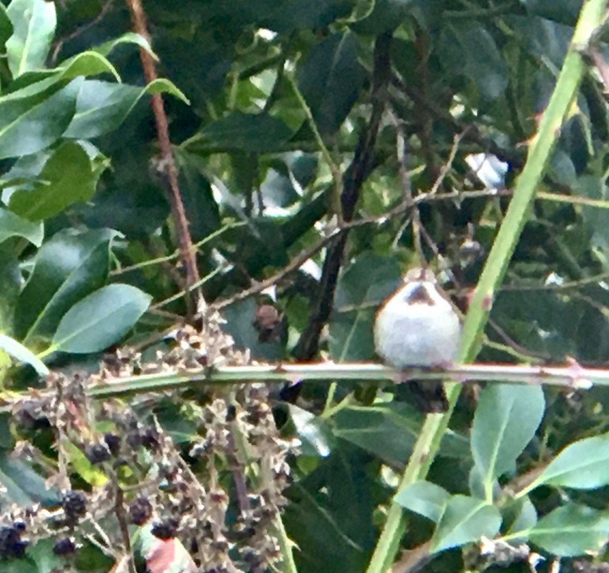 Anna's Hummingbird - ML646676628
