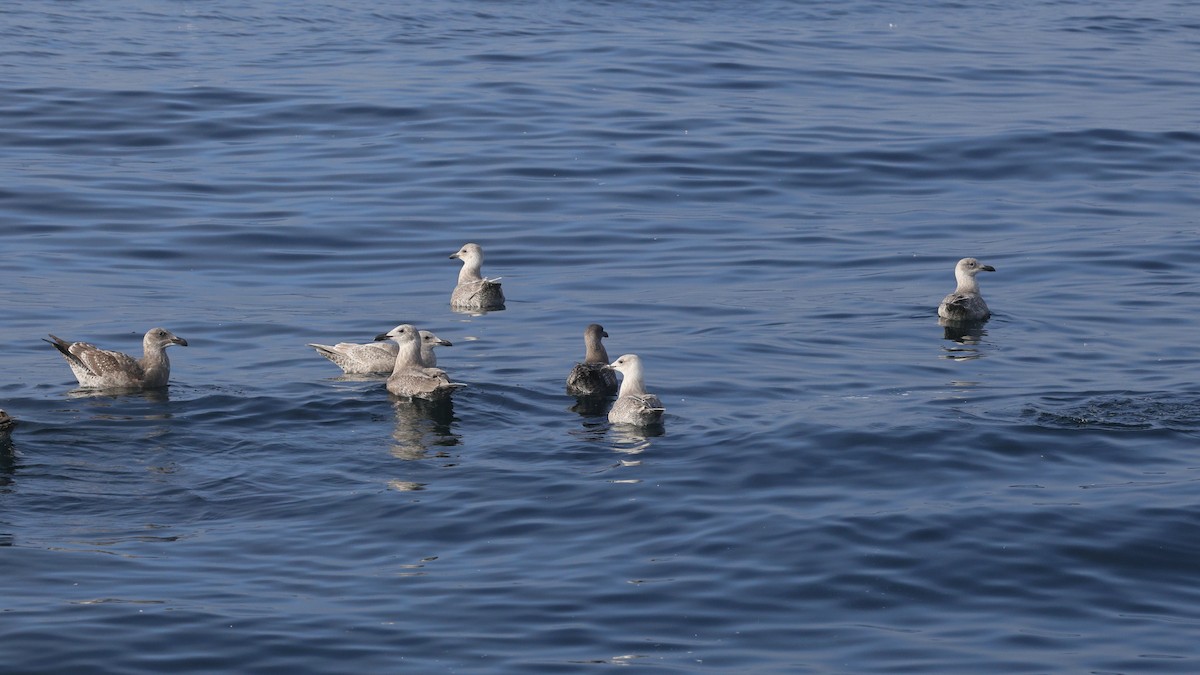 Glaucous-winged Gull - ML646676629
