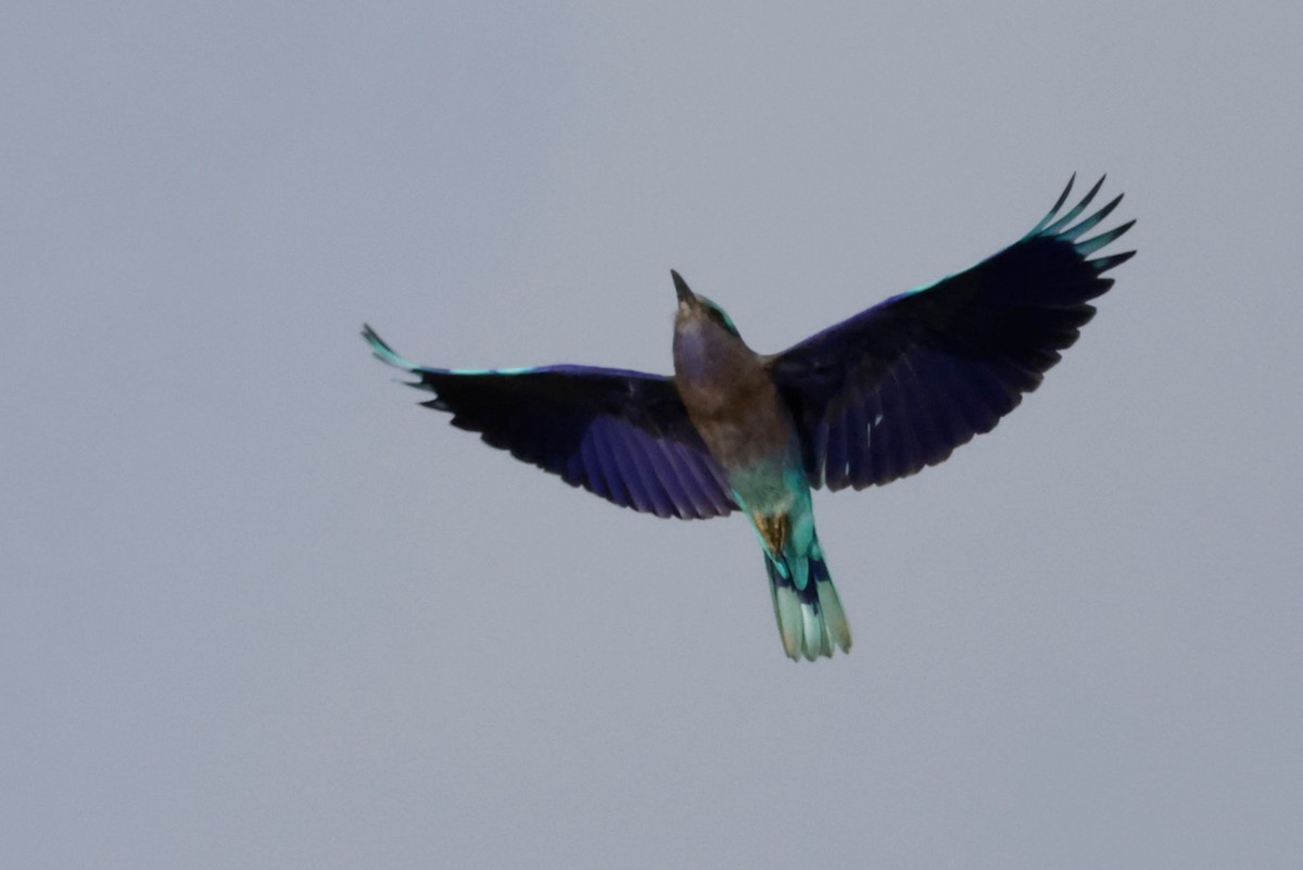 Indochinese Roller - ML646676630