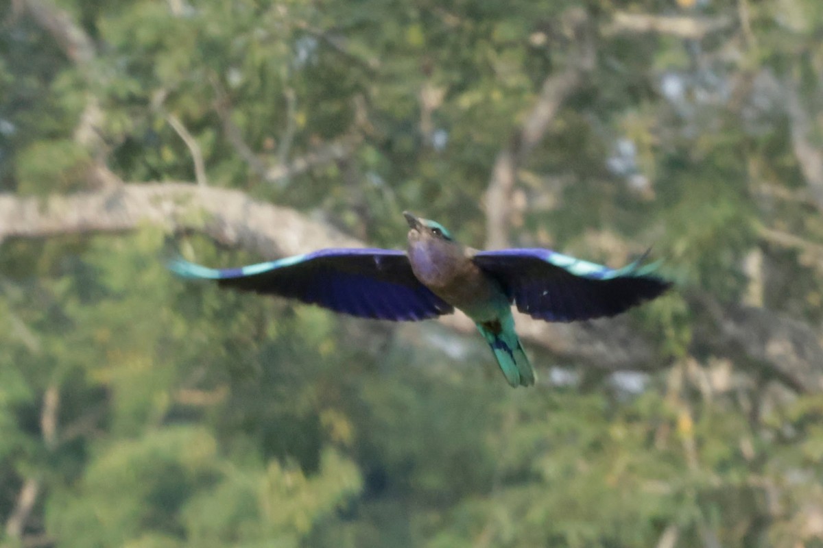 Indochinese Roller - ML646676631