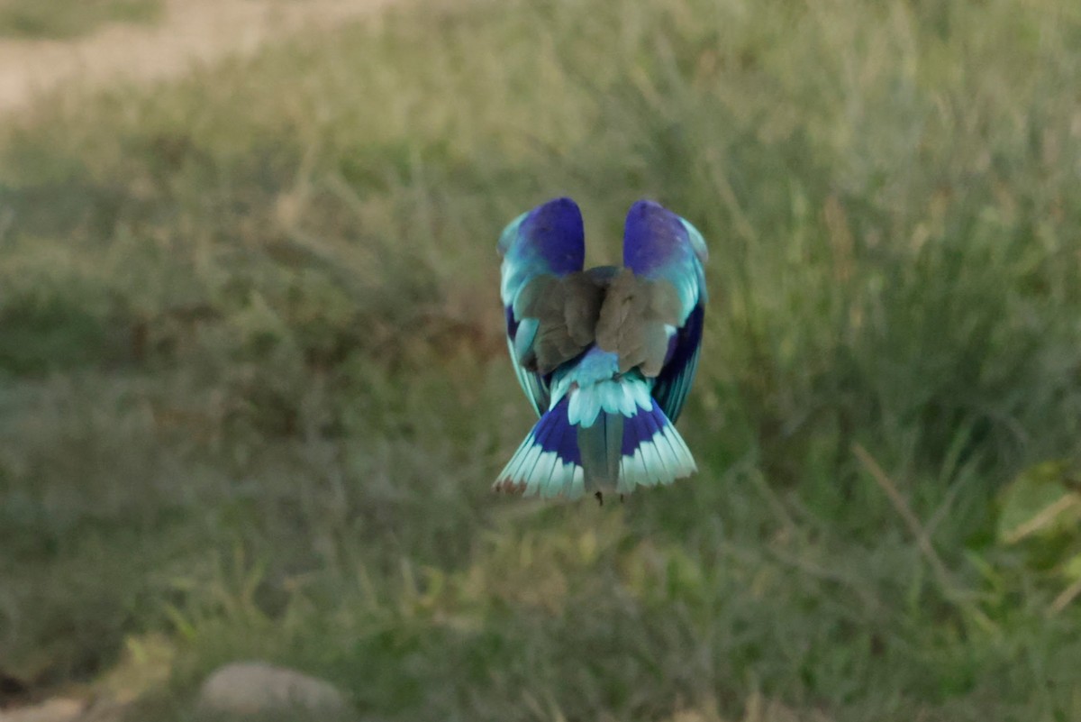 Indochinese Roller - ML646676632