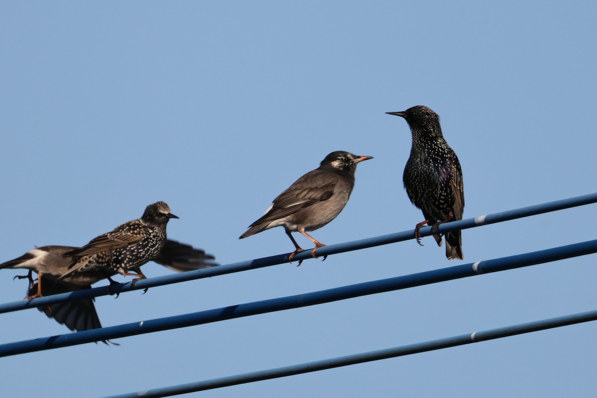 European Starling - ML646676634