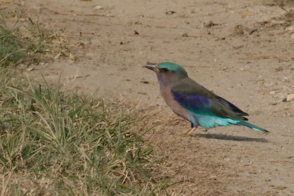 Indochinese Roller - ML646676635