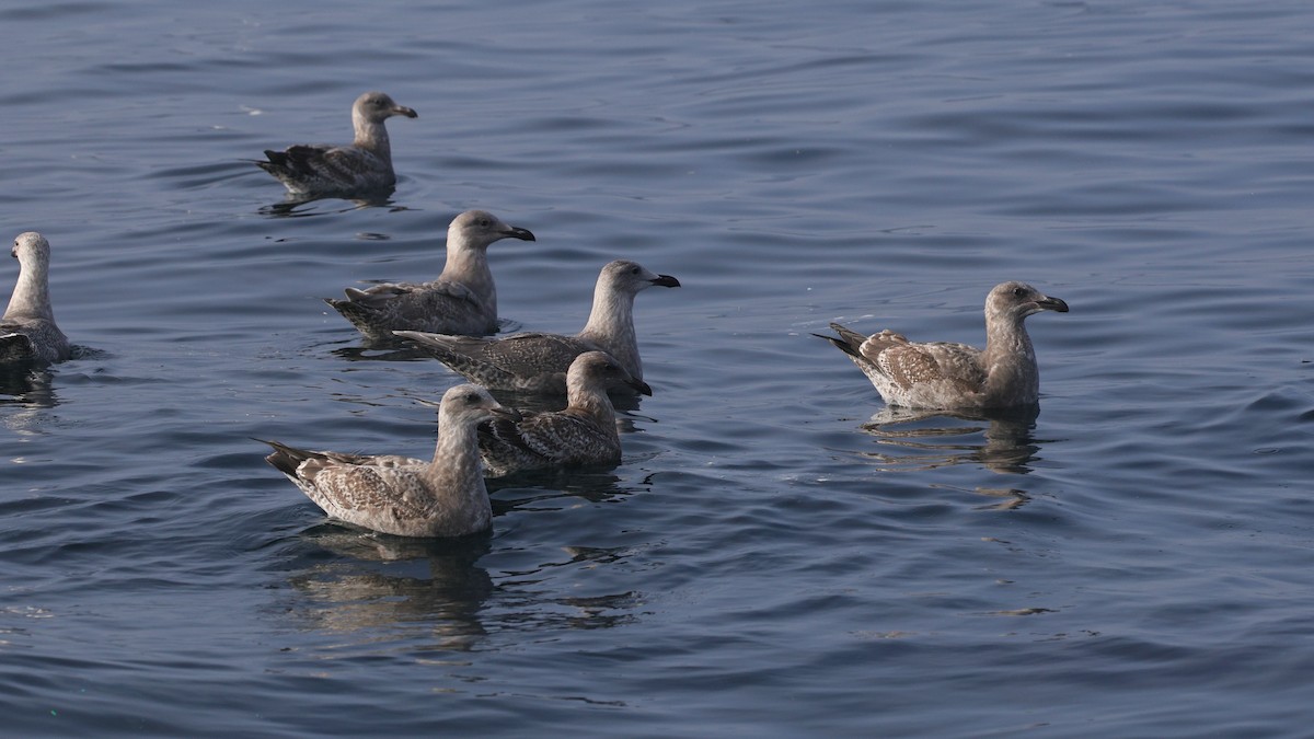 Western/Glaucous-winged Gull - ML646676636