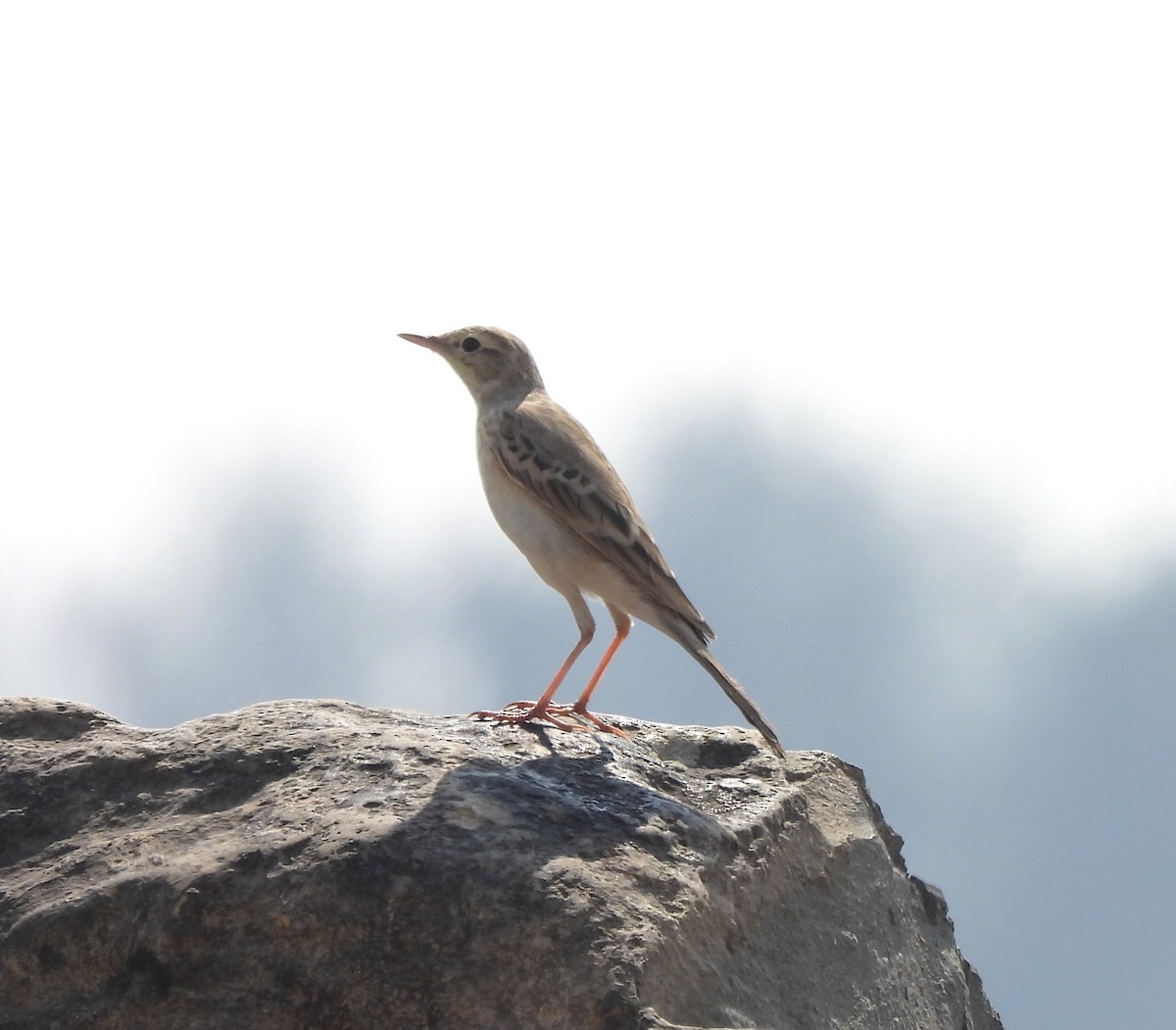 Tawny Pipit - ML646676638