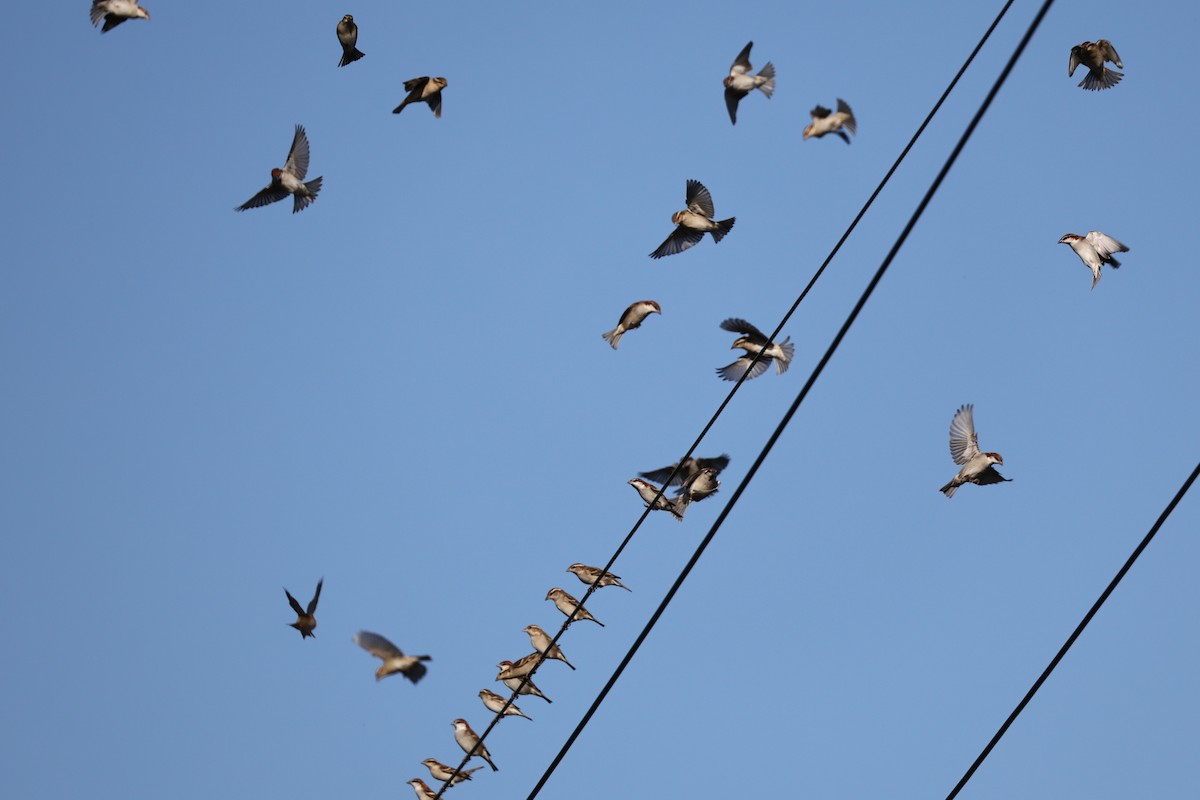 kanelspurv - ML646676639