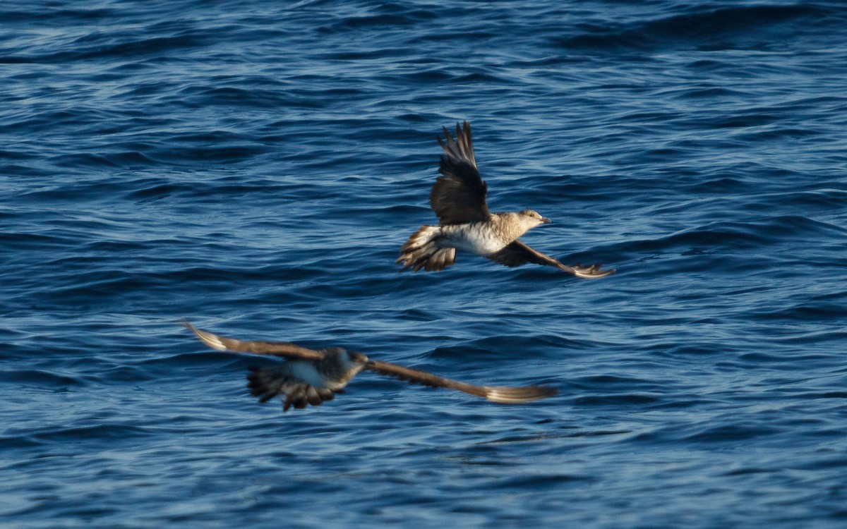 chaluha příživná - ML646676641