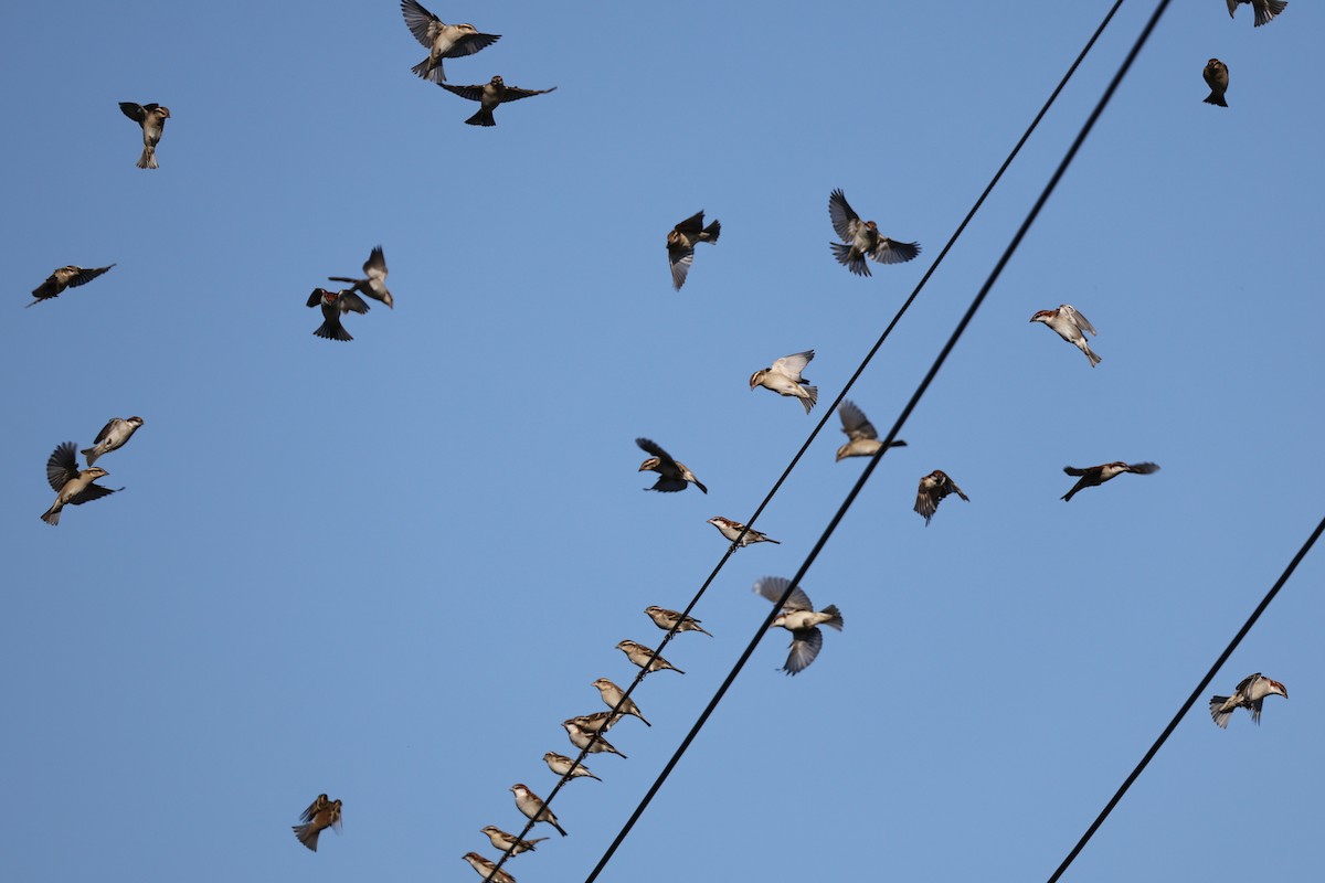 kanelspurv - ML646676643