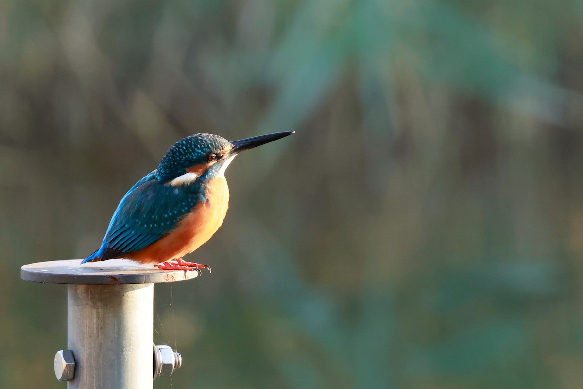 isfugl - ML646676644