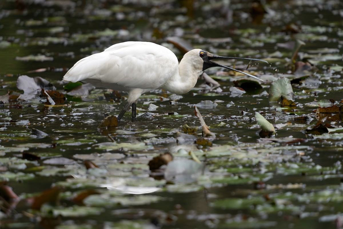 kongeskjestork - ML646676645