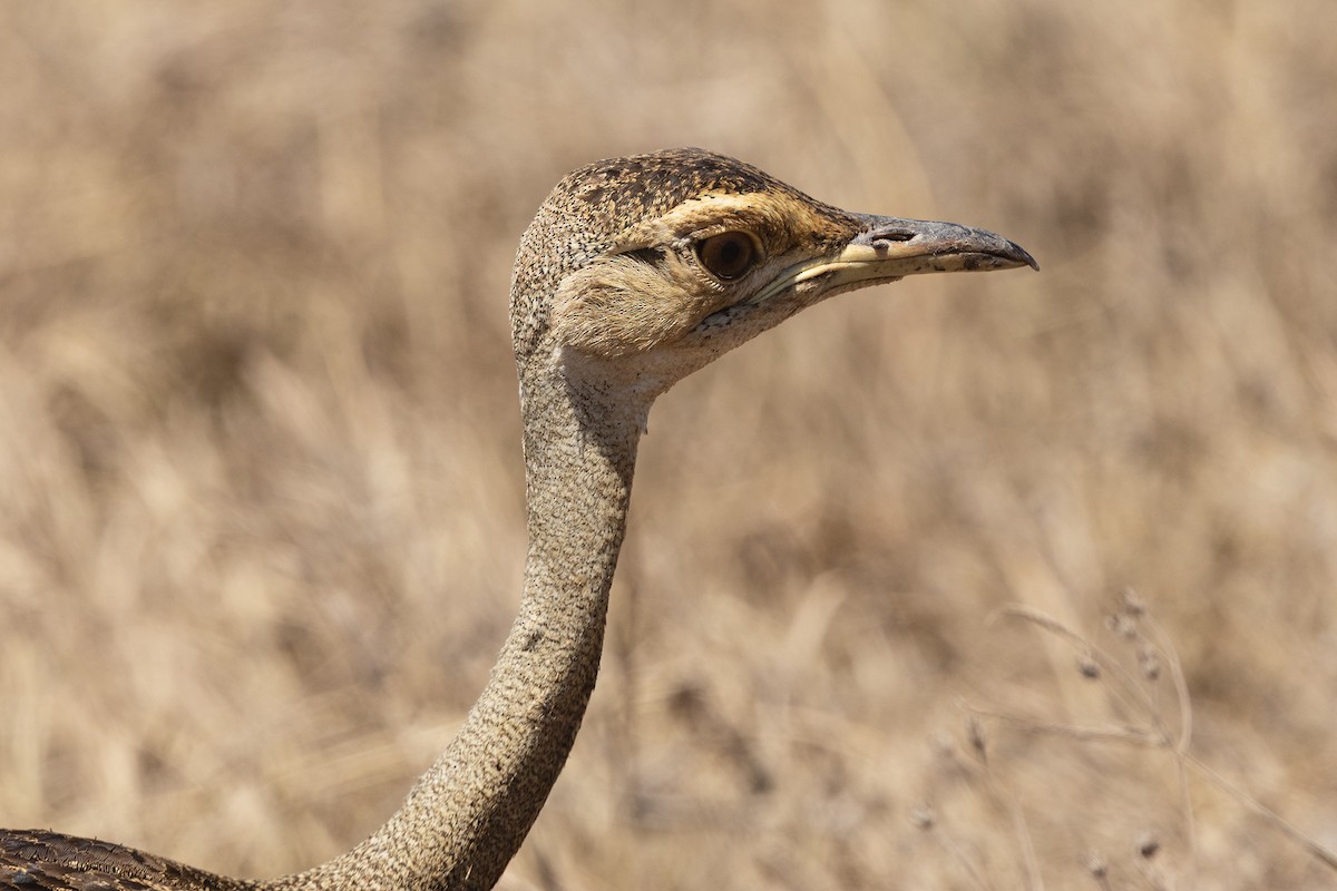 svartbuktrappe - ML646676646