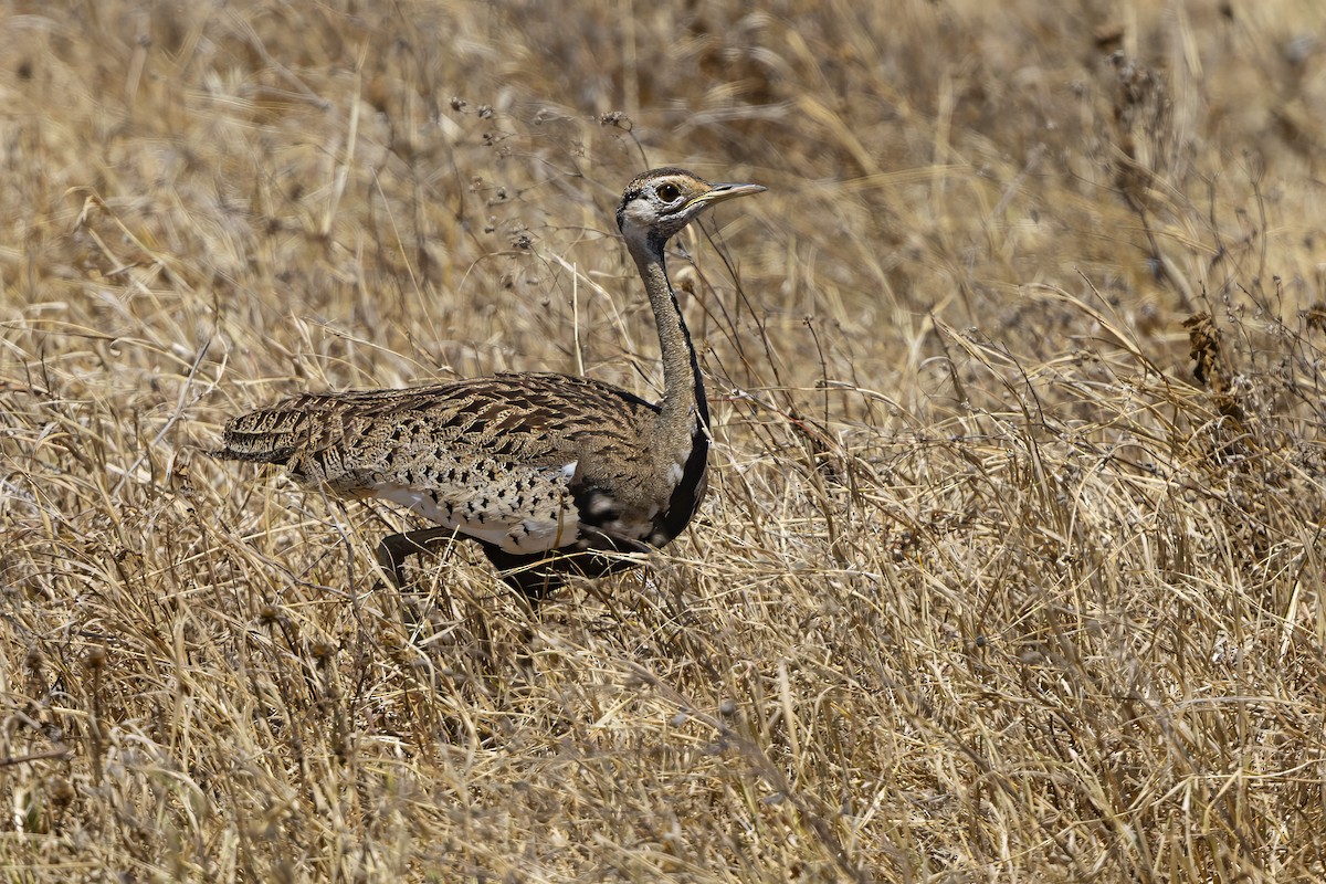 svartbuktrappe - ML646676647