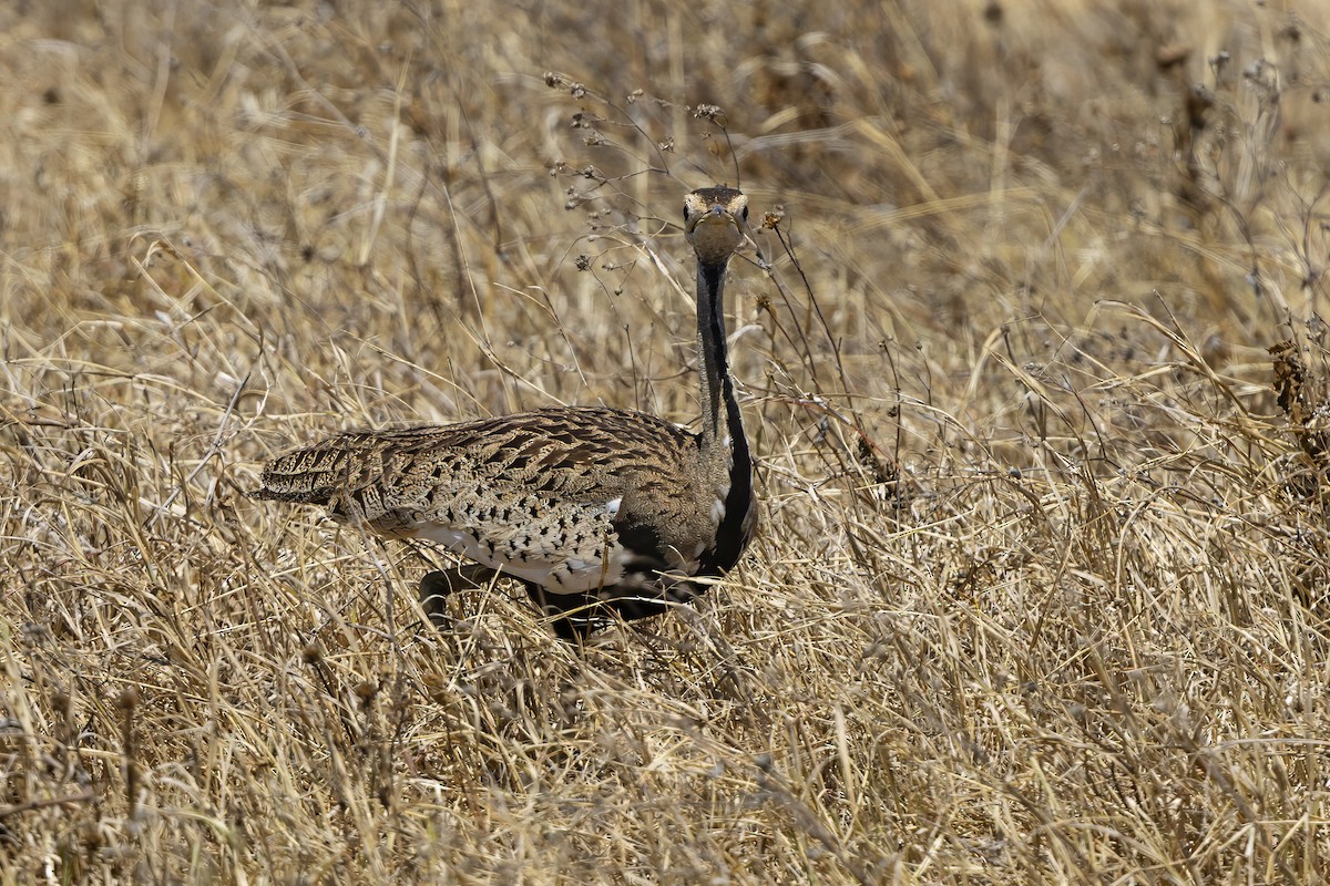 svartbuktrappe - ML646676648