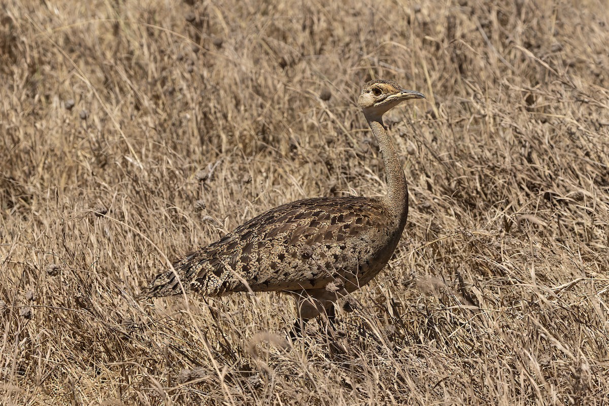 svartbuktrappe - ML646676649