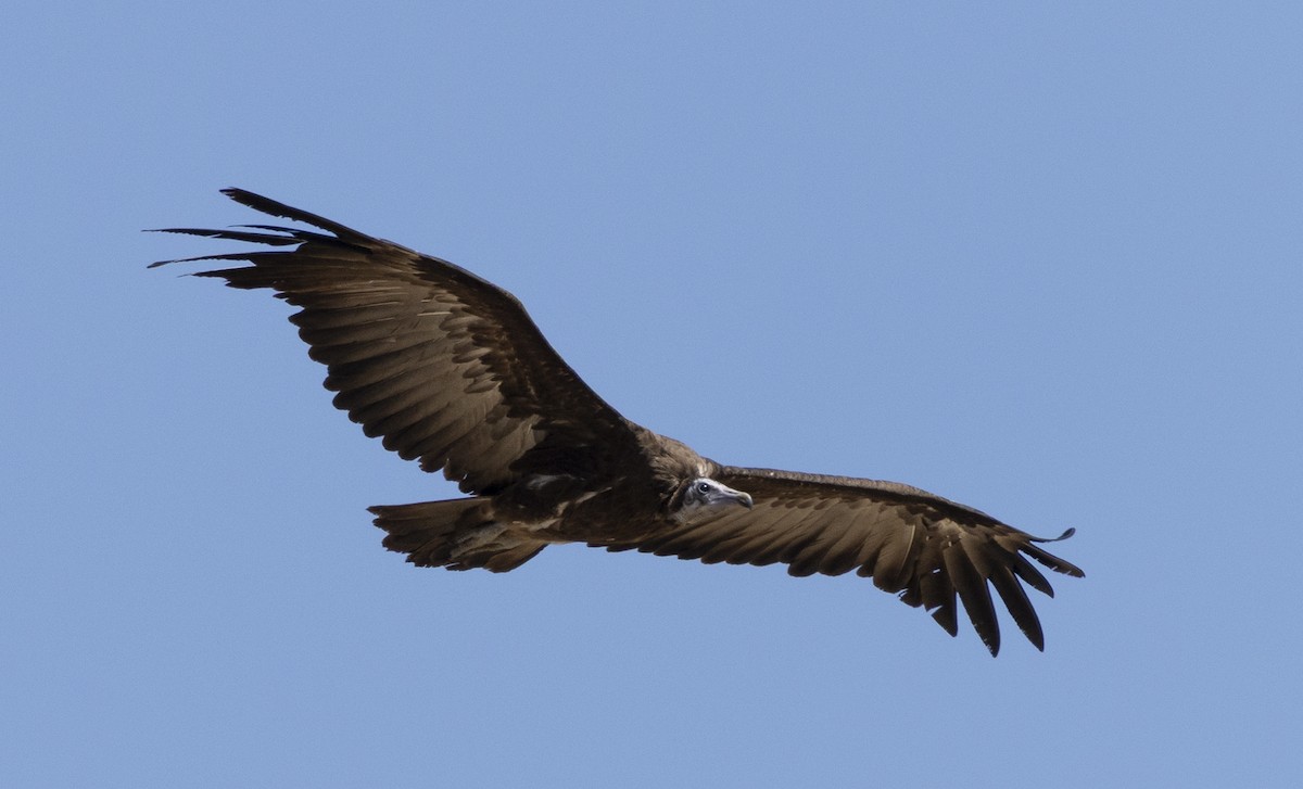 hettegribb - ML646676651