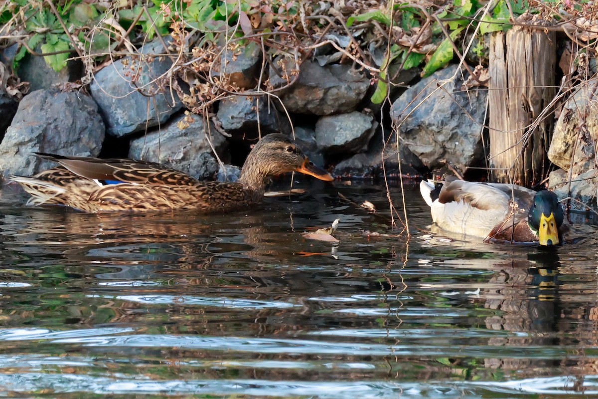 stokkand - ML646676652